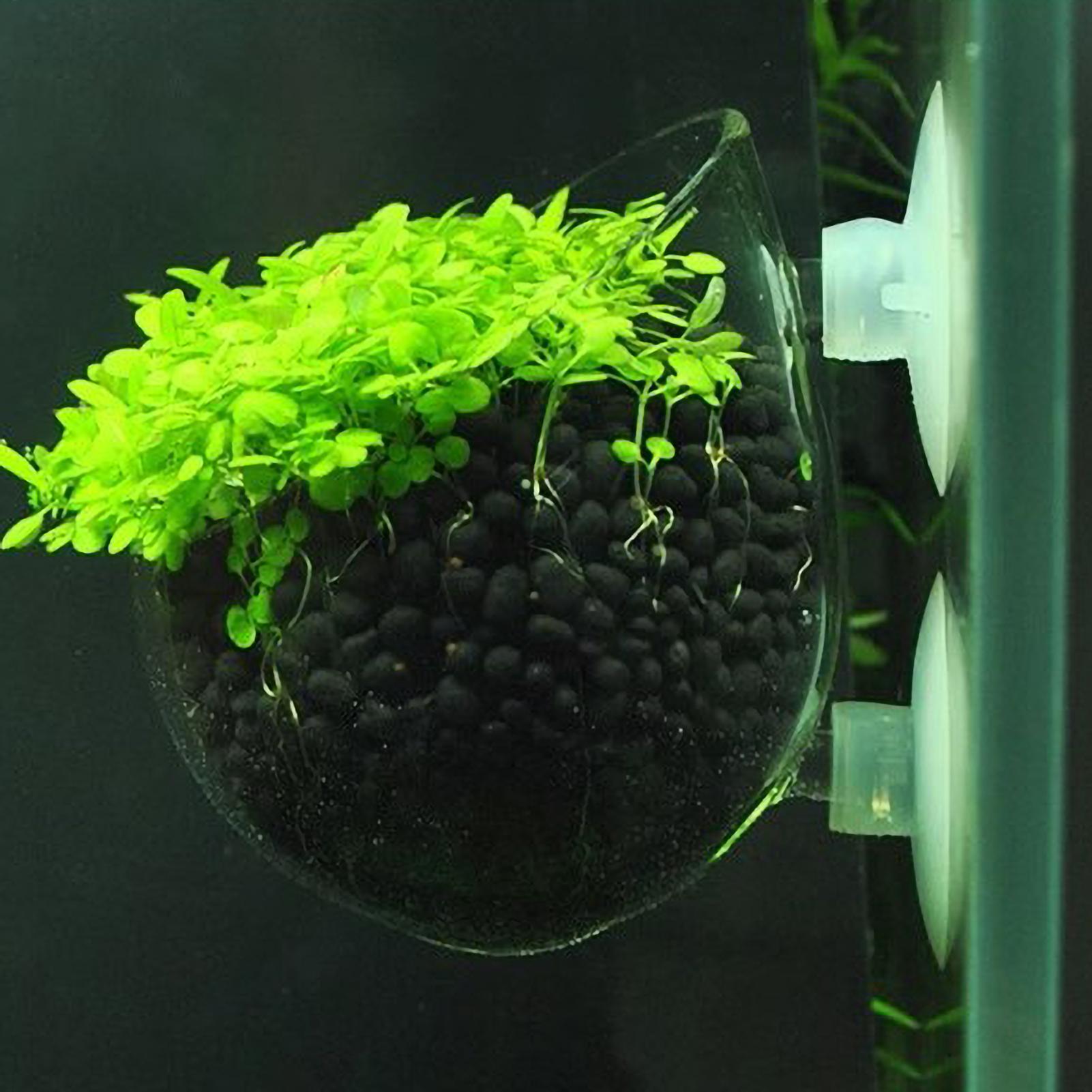 Aquarium Plant Holder Glass Aq - Badminton Live ulasan dan harga