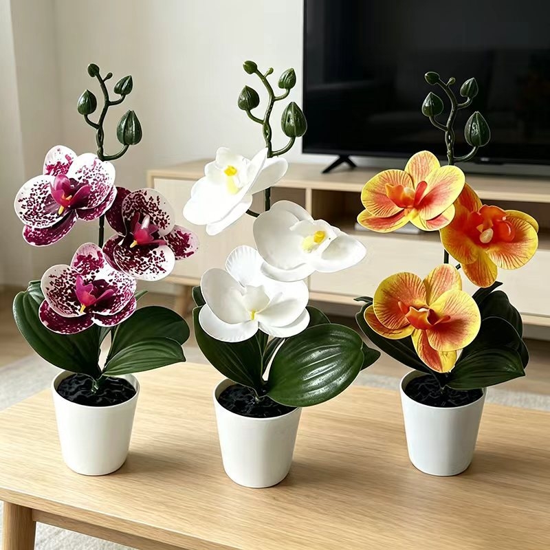 Mini Butterfly Orchid Potted P - Badminton Live ulasan dan harga