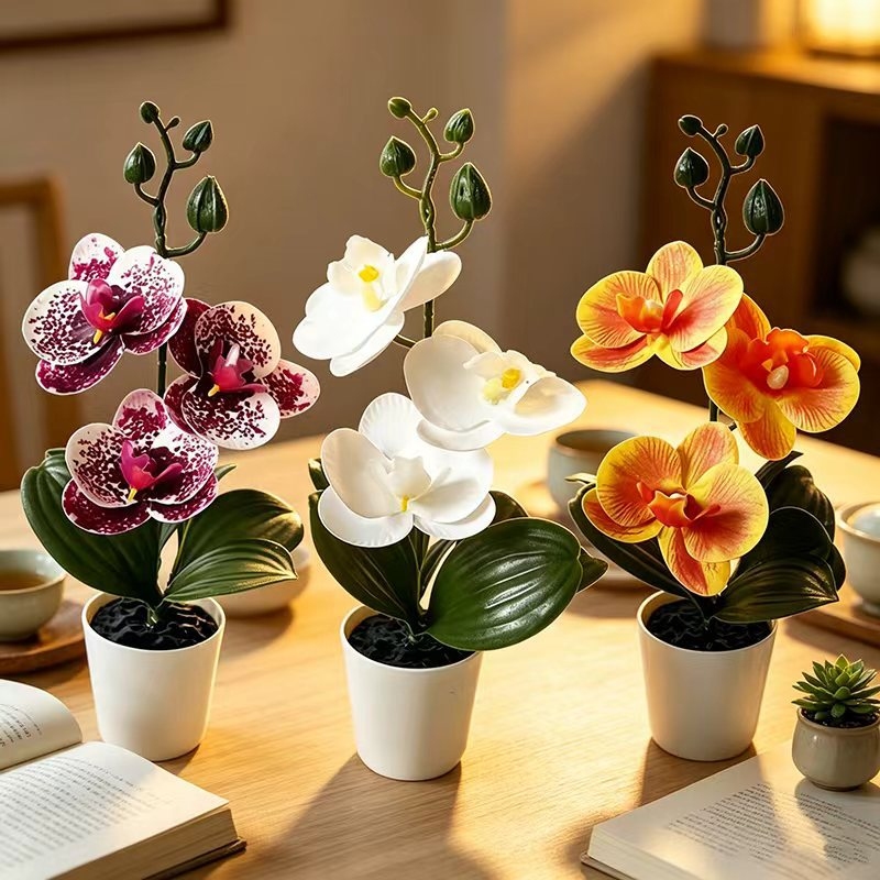 Mini Butterfly Orchid Potted P - Badminton Live ulasan dan harga