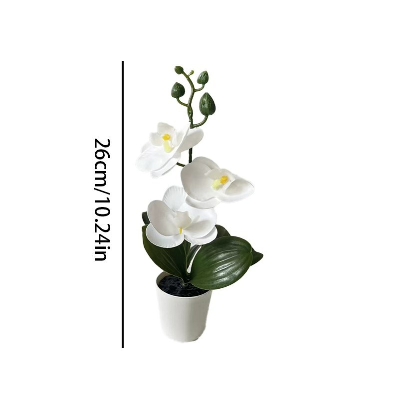 Mini Butterfly Orchid Potted P - Badminton Live ulasan dan harga